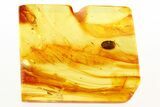Detailed Fossil Marsh Beetle (Scirtidae) in Baltic Amber #273201-1